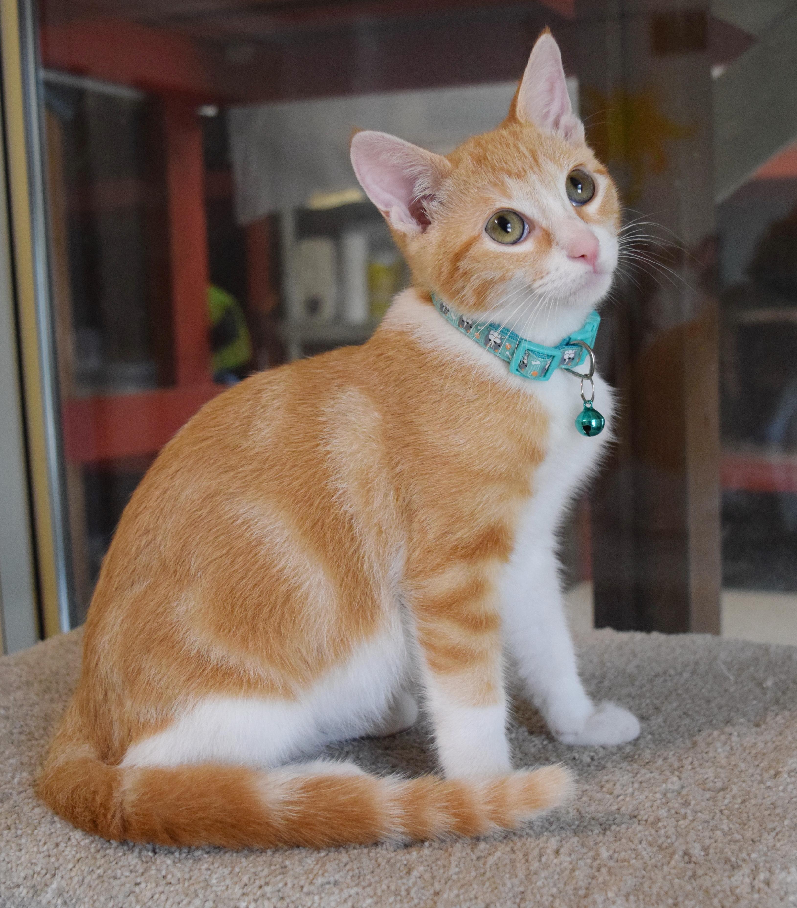 Enlarge Tulsa, an adopted mixed breed in Bulverde, TX image 4/6