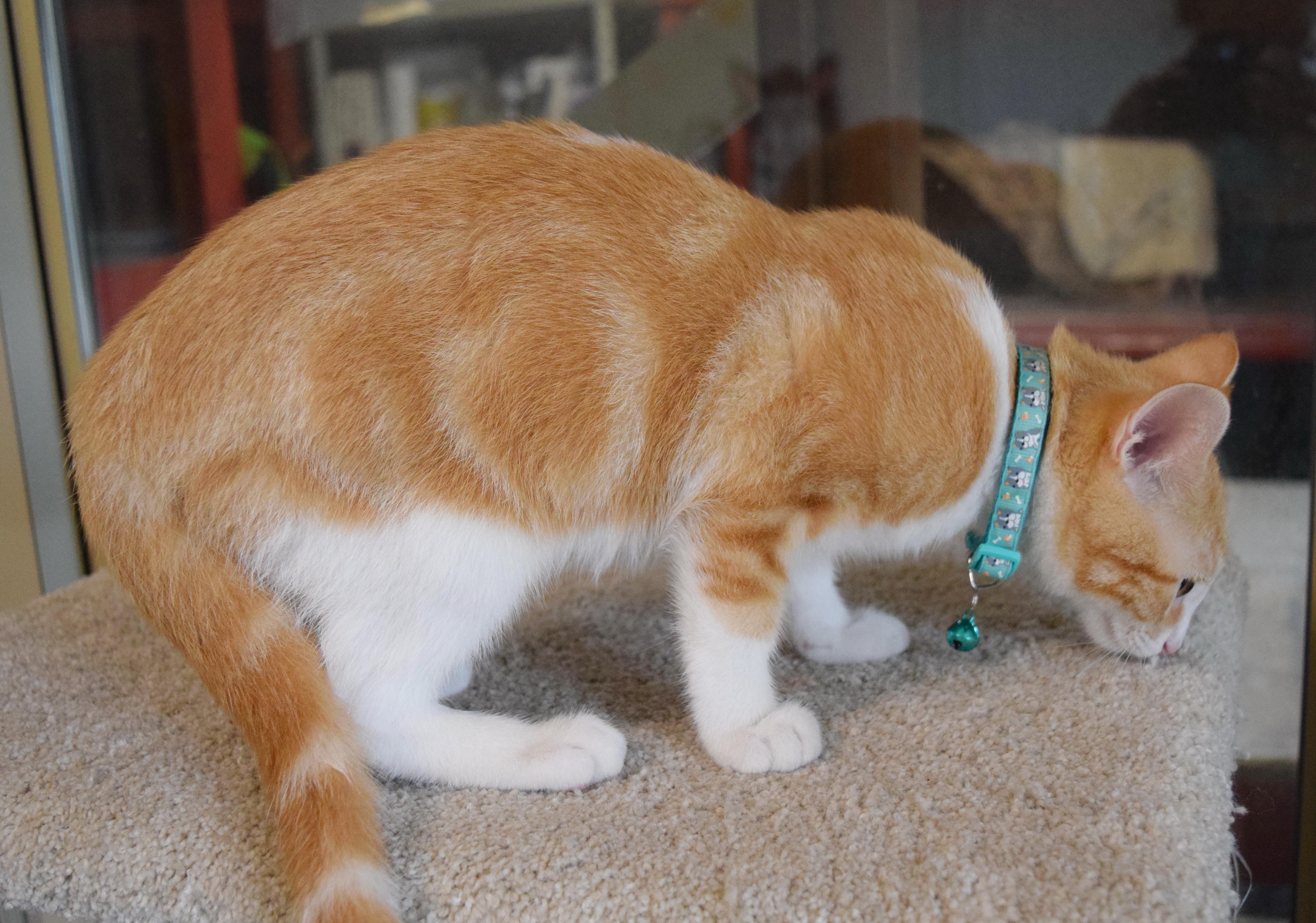 Enlarge Tulsa, an adopted mixed breed in Bulverde, TX image 6/6