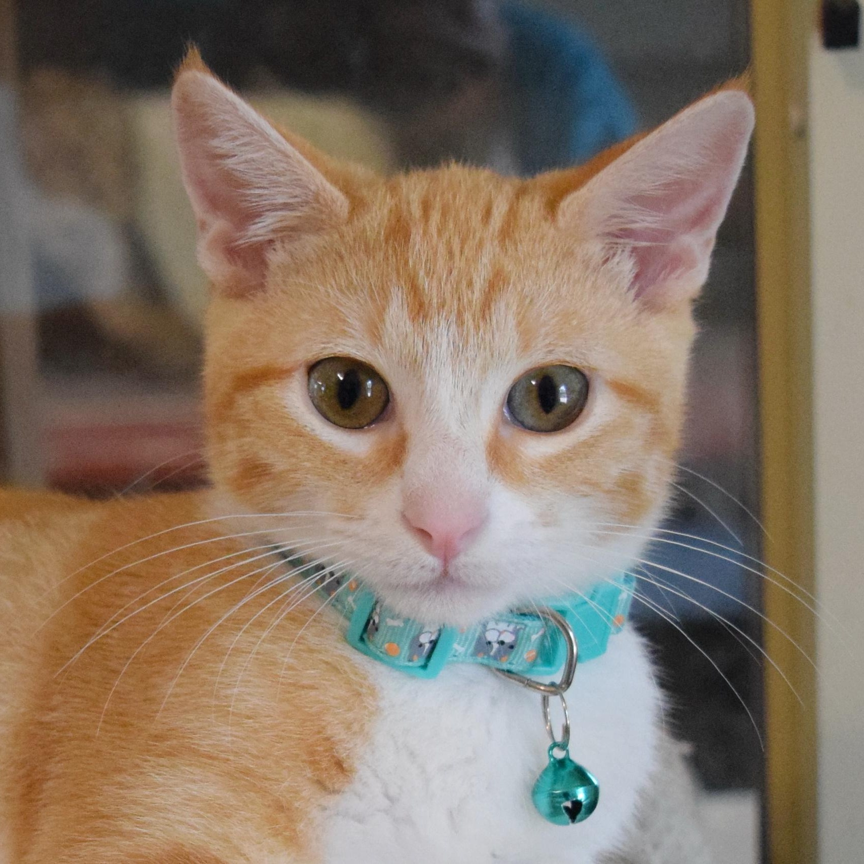 Enlarge Tulsa, an adopted mixed breed in Bulverde, TX image 3/6