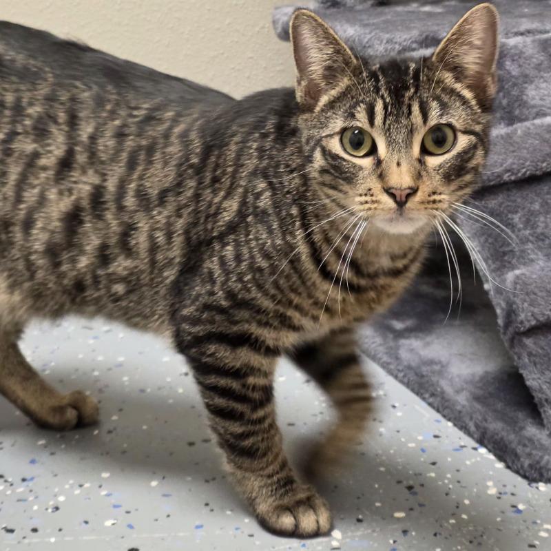 Neville, Adoptable, Young Male Domestic Short Hair.