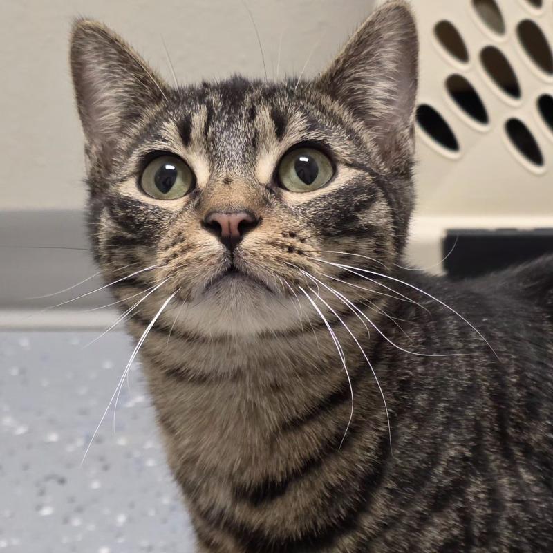 Neville, a Adoptable Domestic Short Hair in Yankton, SD image 2/2