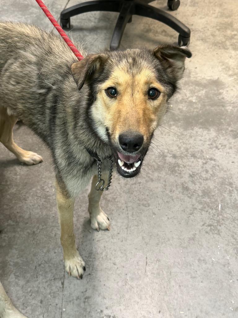 Binoo, Adoptable, Young Female Husky.
