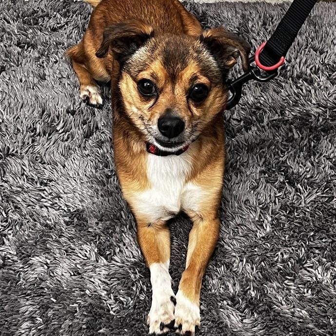 Keebler, an adopted mixed breed in Waterloo, IA image 3/5