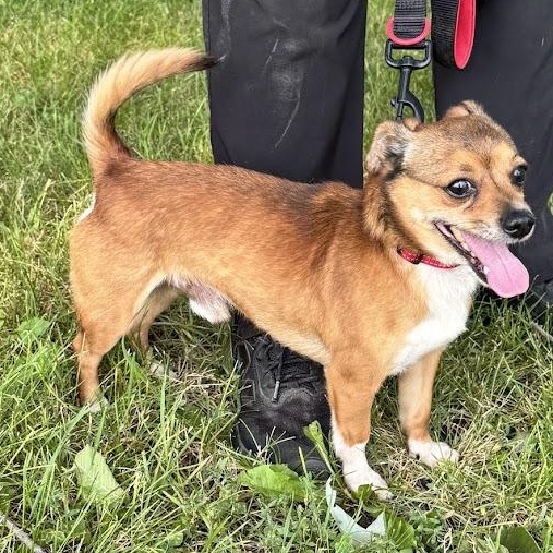Keebler, an adopted mixed breed in Waterloo, IA image 4/5