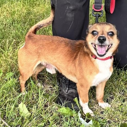 Keebler, an adopted mixed breed in Waterloo, IA image 2/5