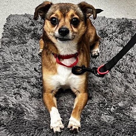 Keebler, an adopted mixed breed in Waterloo, IA image 5/5