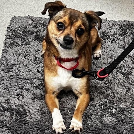 Keebler, adopted, Adult Male Chihuahua.
