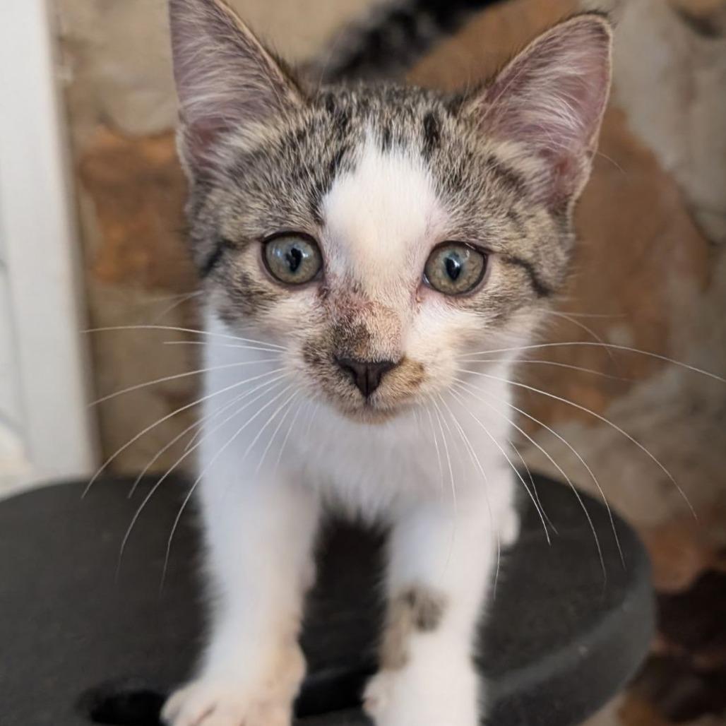 Enlarge Happy, a ADOPTABLE Domestic Short Hair in Luling, TX image 1/1