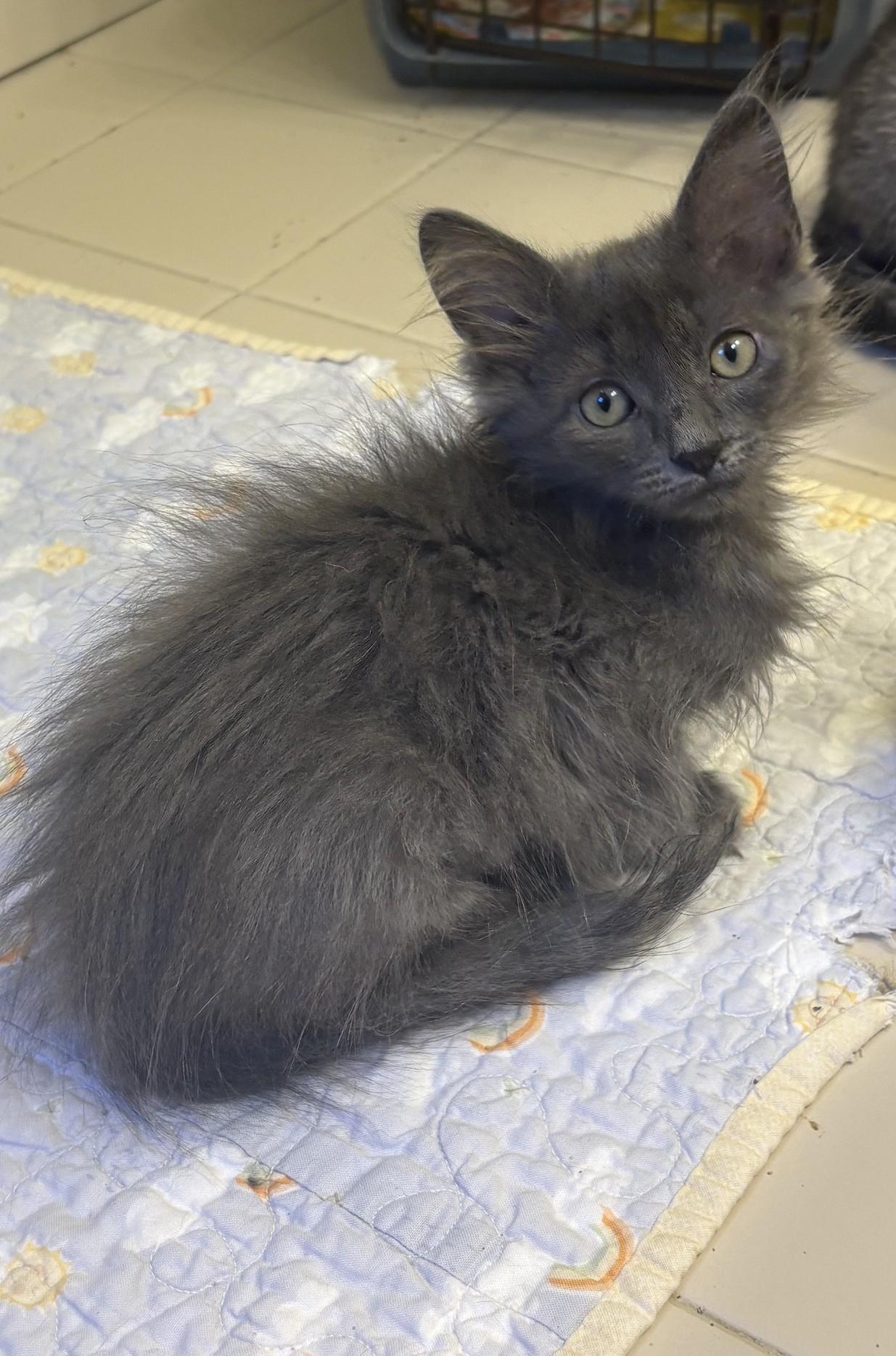 Sora, adopted, Young Female Russian Blue & Domestic Long Hair.