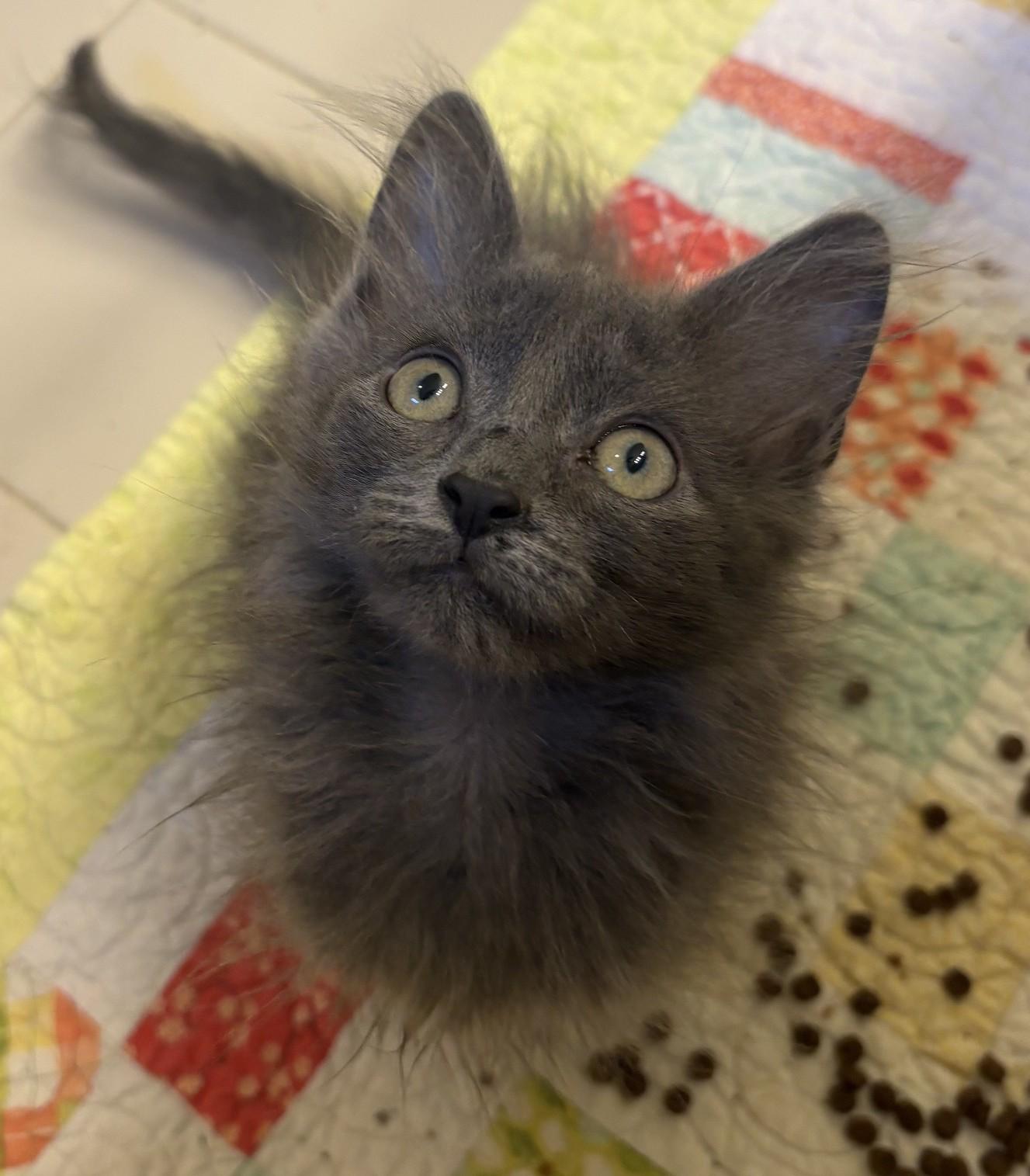 Sora, an adopted mixed breed in Columbia, SC image 2/5