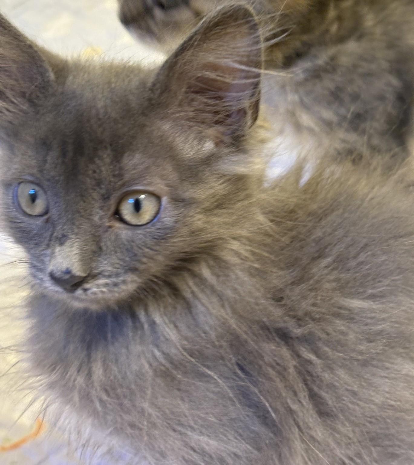 Sora, an adopted mixed breed in Columbia, SC image 4/5