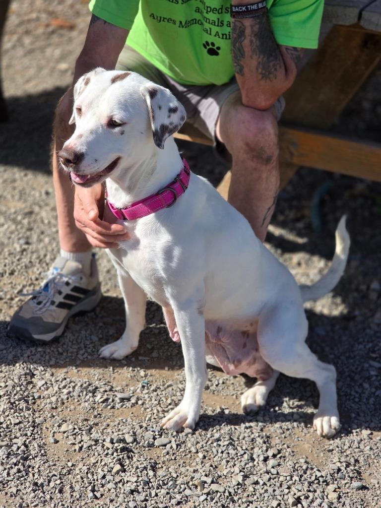 Dolly, Adoptable, Adult Female Hound.