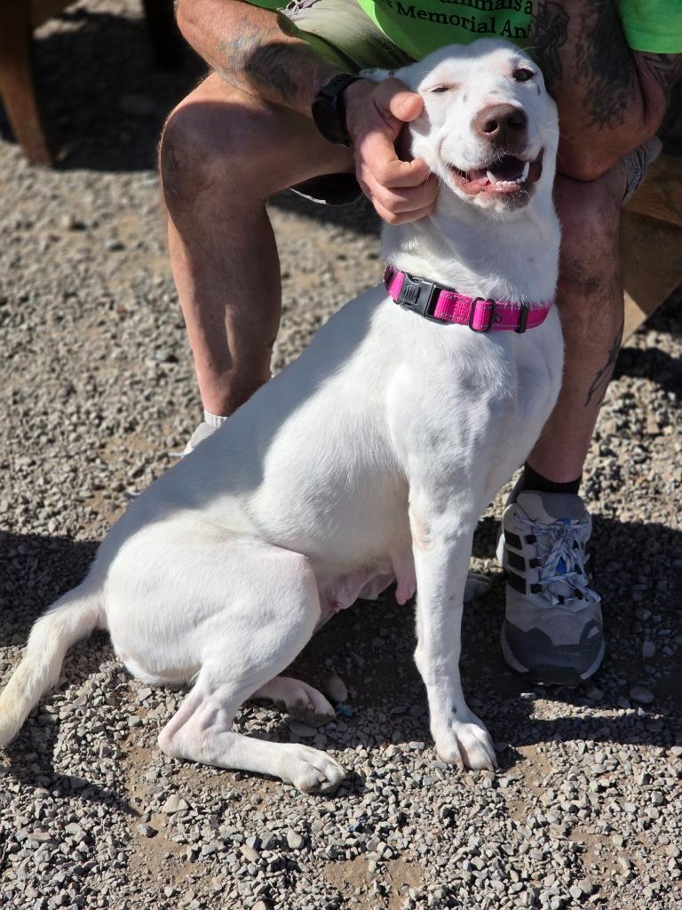 Enlarge Dolly, a Adoptable Hound in Sprakers, NY image 2/2