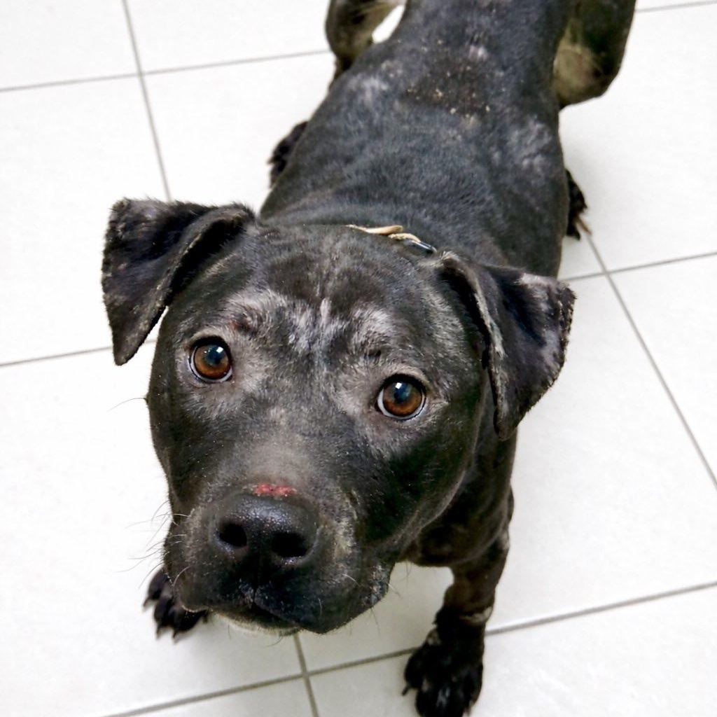 Enlarge Beraga, a ADOPTABLE mixed breed in Battle Creek, MI image 1/1