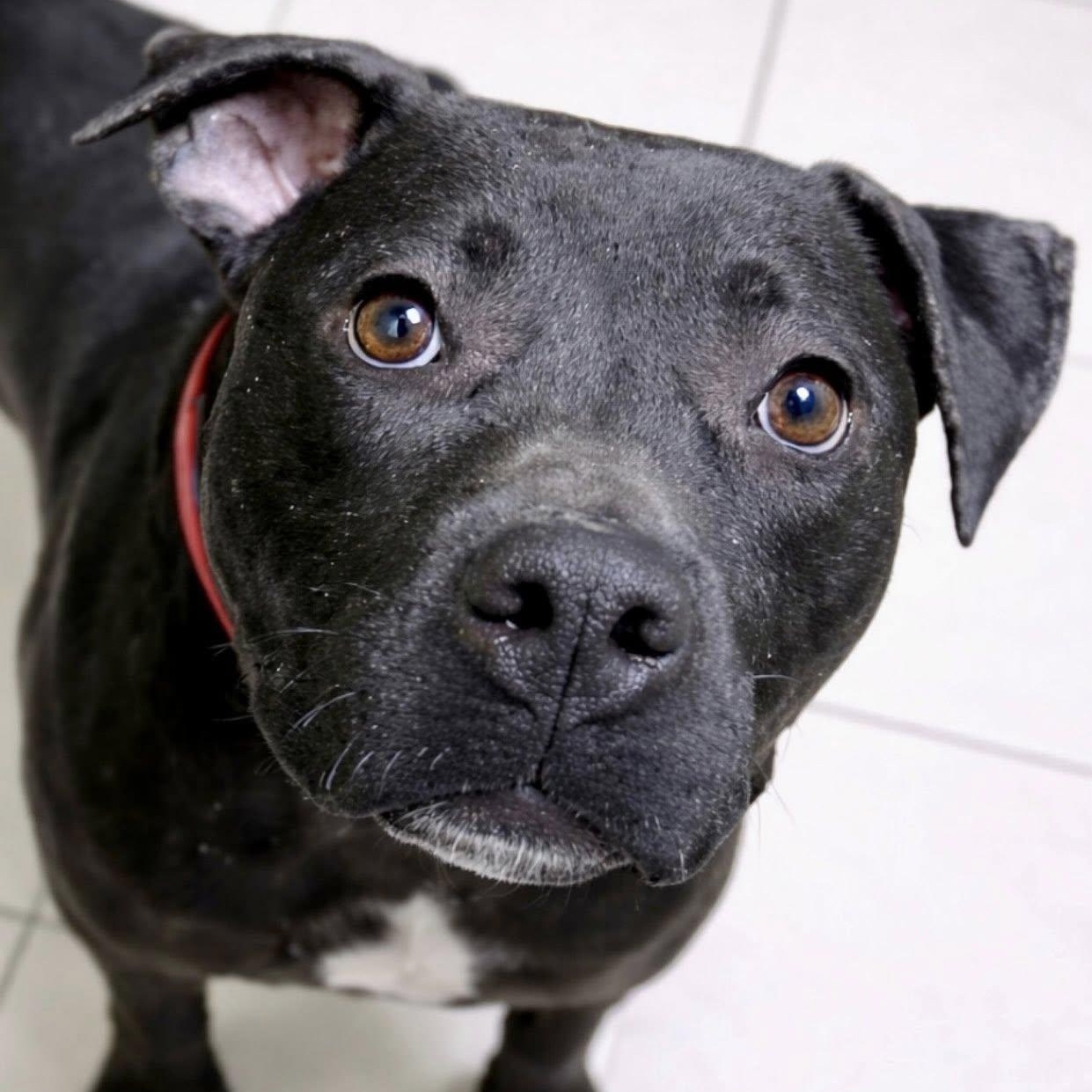 Enlarge Beraga, a ADOPTABLE mixed breed in Battle Creek, MI image 1/2