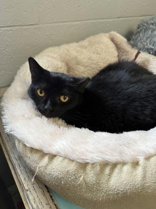 Iris, Adoptable, Senior Female Domestic Short Hair & Domestic Short Hair.
