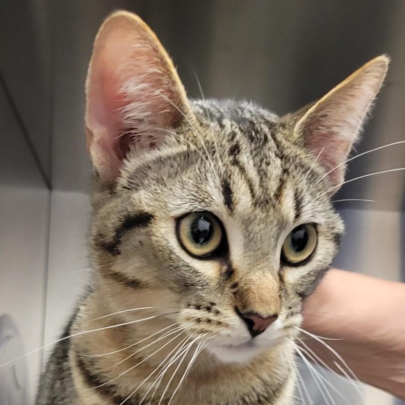 Dexter, adoptable, Young Male Domestic Short Hair.