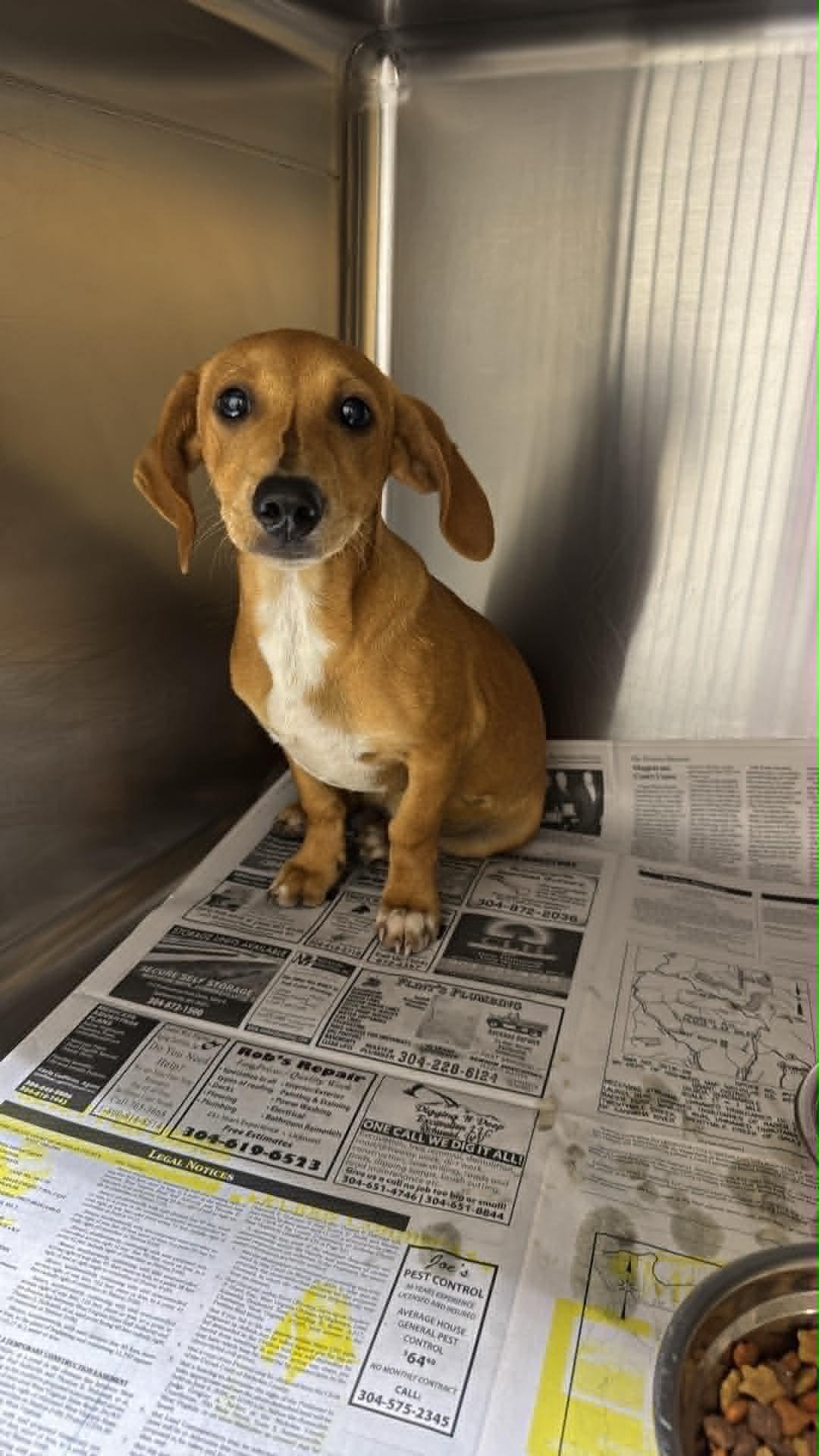 Enlarge Buster, a Adopted mixed breed in Fayetteville, WV image 1/1
