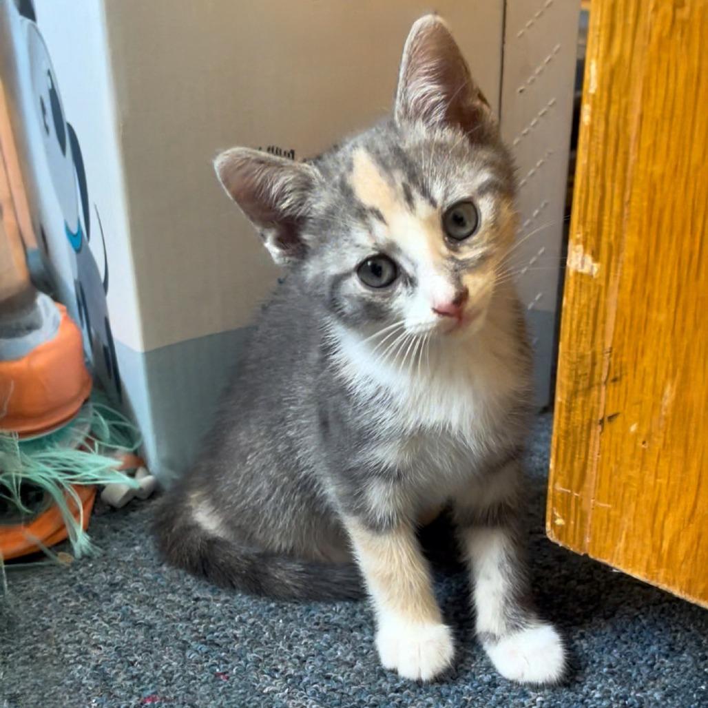 Unicorn Pop 3, Adoptable, Kitten Female Domestic Short Hair.