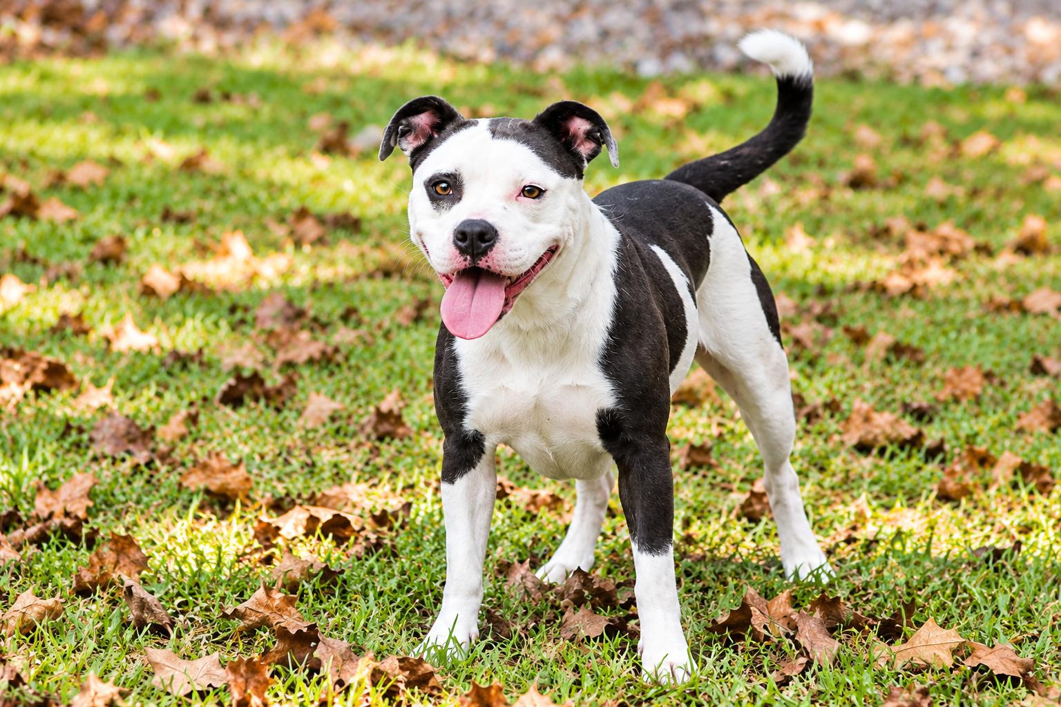 Enlarge Jazzy, a Adoptable mixed breed in Newburgh, NY image 2/3
