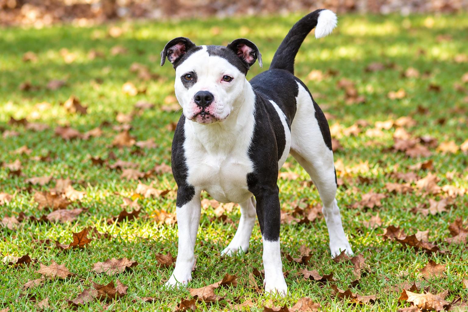 Enlarge Jazzy, a Adoptable mixed breed in Newburgh, NY image 3/3