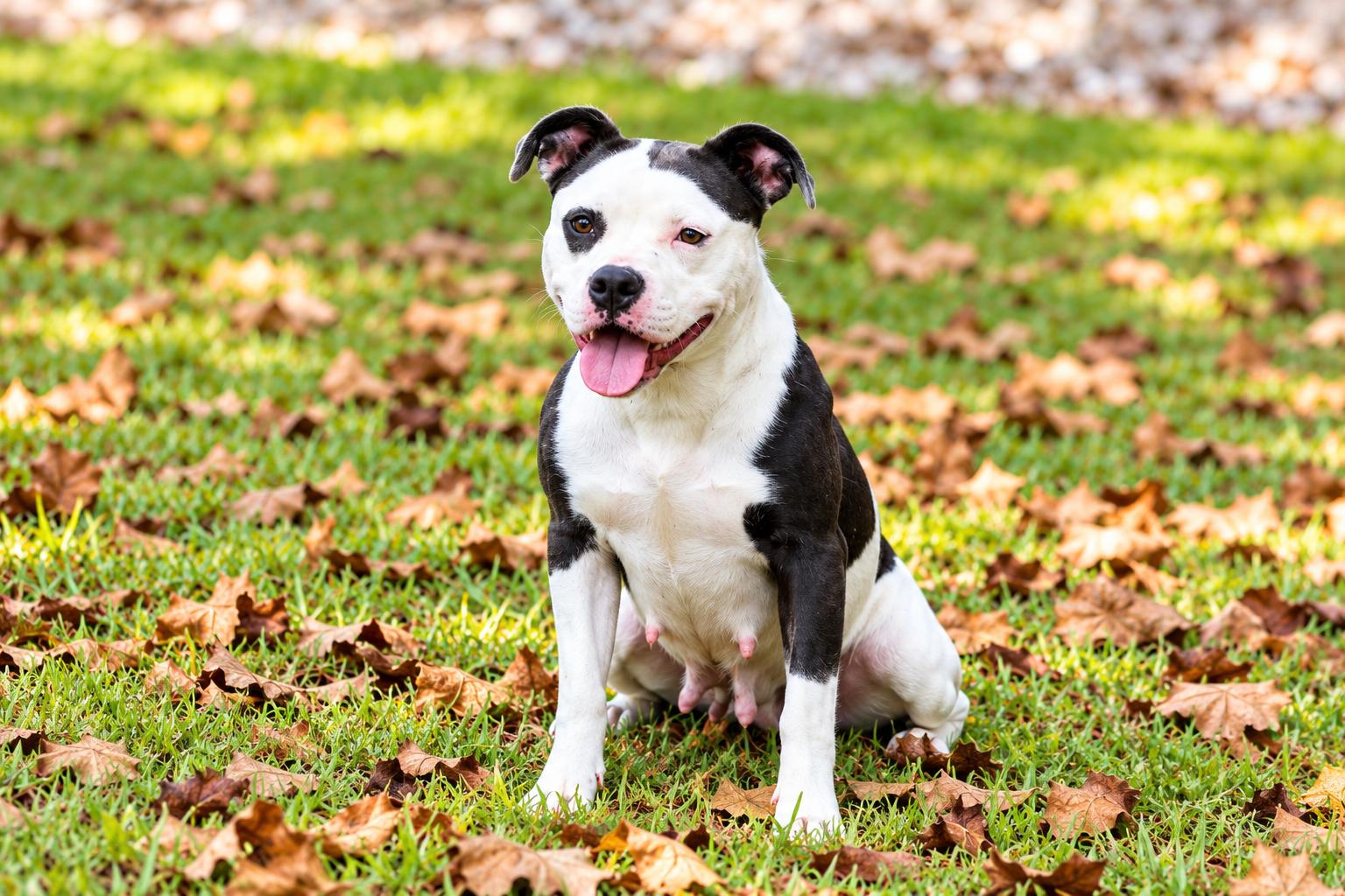 Jazzy, Adoptable, Adult Female American Bully.
