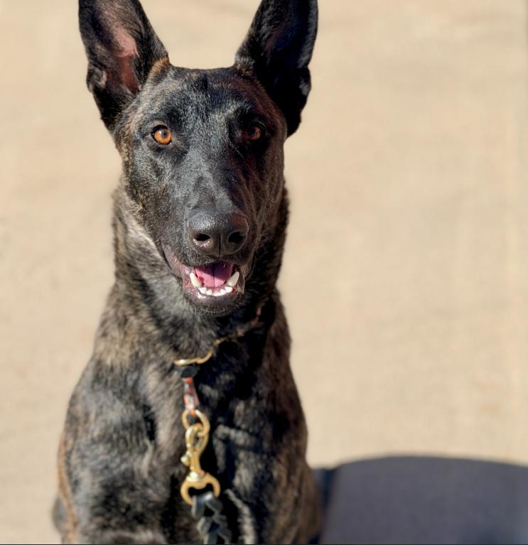 Birdie, ADOPTABLE, Young Female Dutch Shepherd & Mixed Breed.