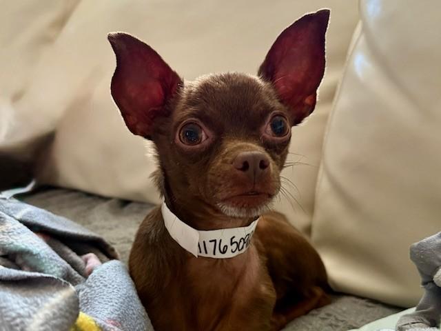 Enlarge BARRY, a Adoptable Chihuahua in Colorado Springs, CO image 1/1