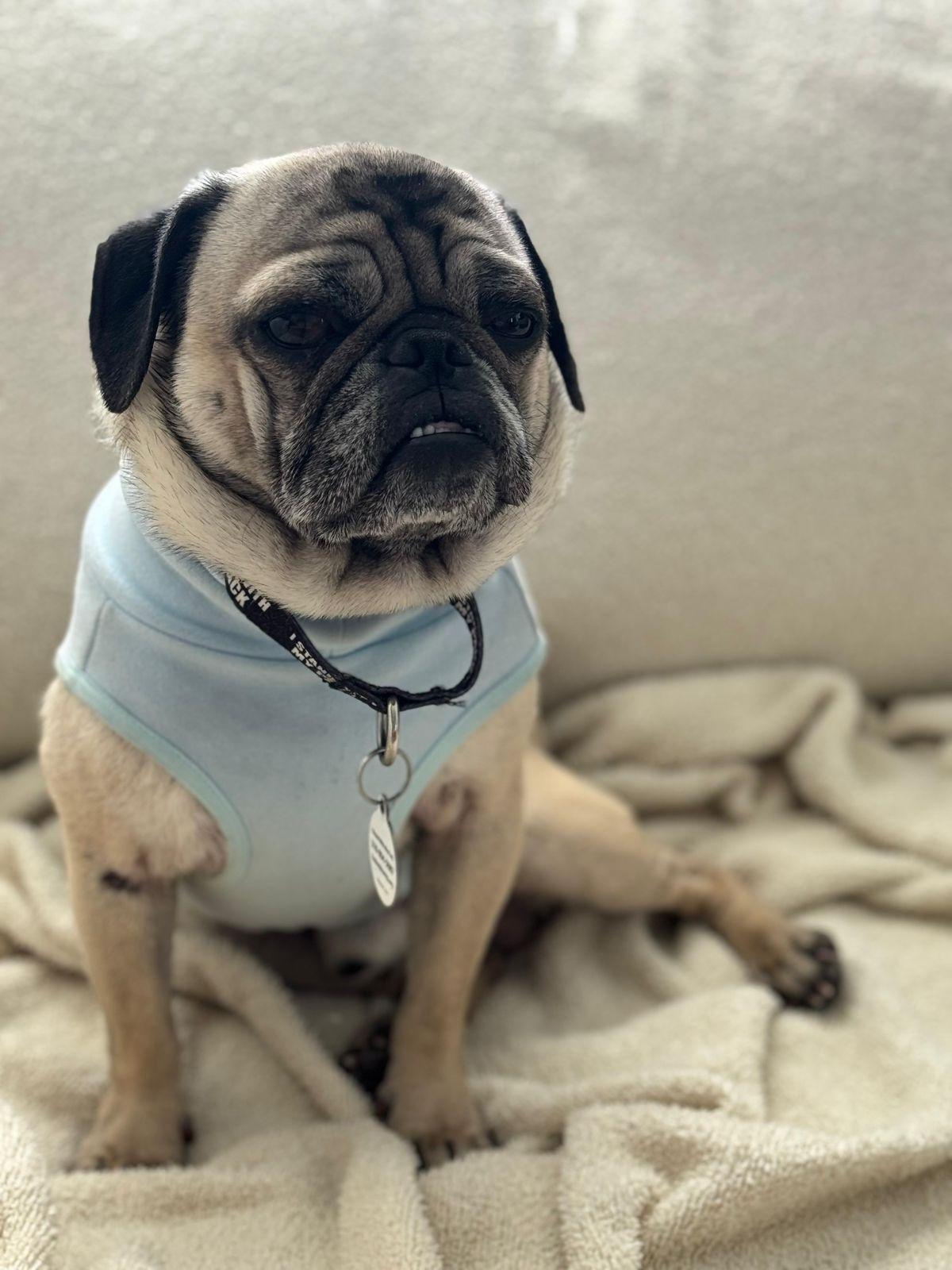 Enlarge Bobby, a ADOPTABLE Pug in Los Angeles, CA image 6/6