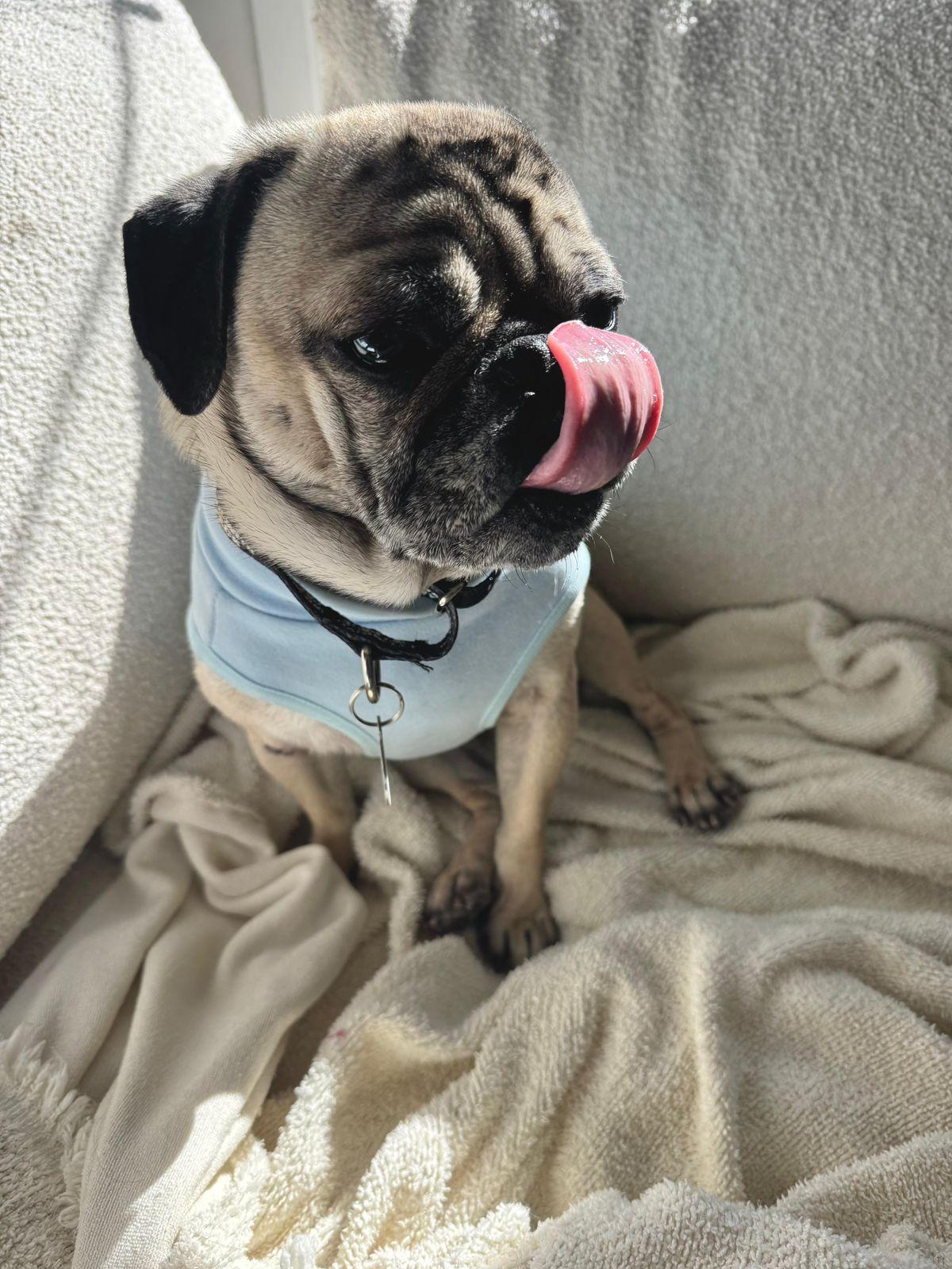 Enlarge Bobby, a ADOPTABLE Pug in Los Angeles, CA image 3/6