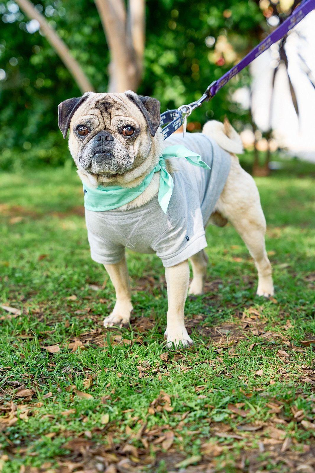 Enlarge Bobby, a ADOPTABLE Pug in Los Angeles, CA image 5/6