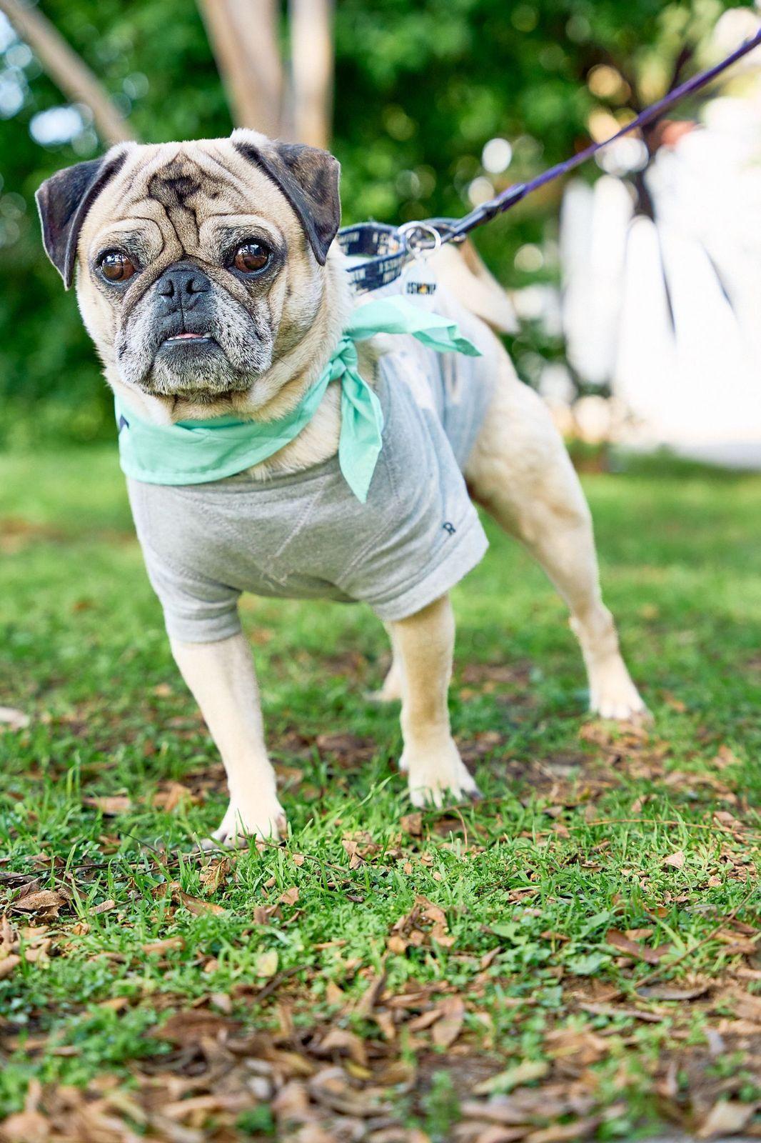 Bobby, ADOPTABLE, Adult Male Pug.