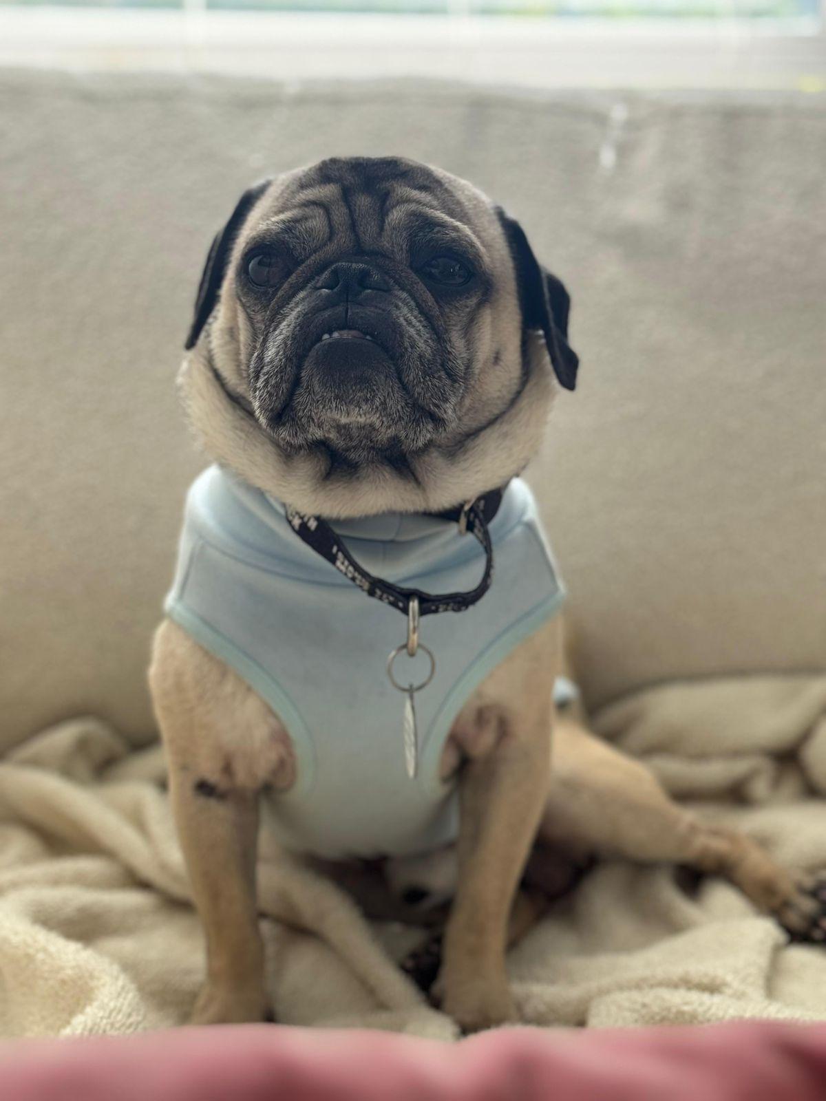 Enlarge Bobby, a ADOPTABLE Pug in Los Angeles, CA image 2/6