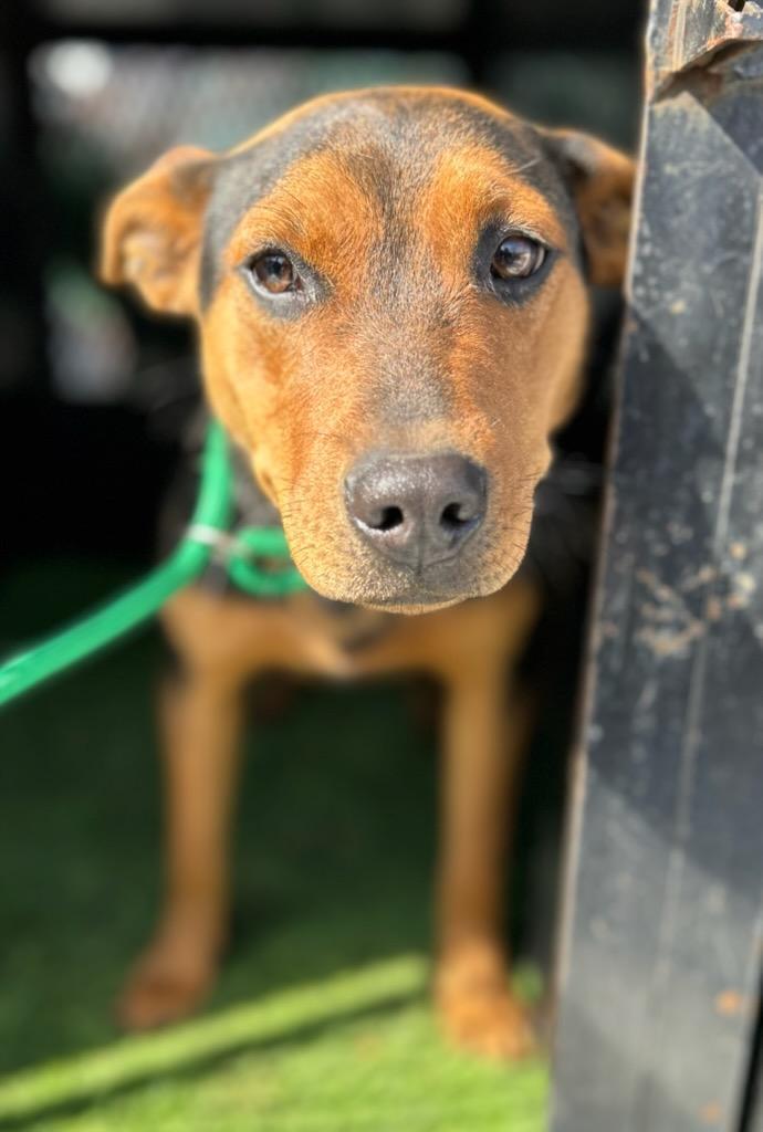 Enlarge Fuchsia, a Adoptable Mixed Breed in Manchester, TN image 2/3