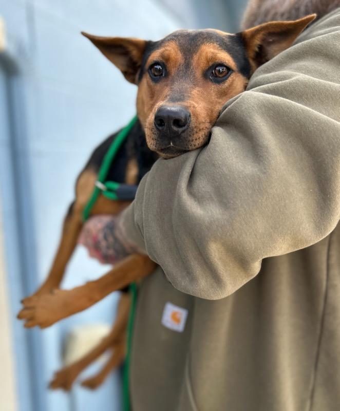 Fuchsia, Adoptable, Young Female Mixed Breed.