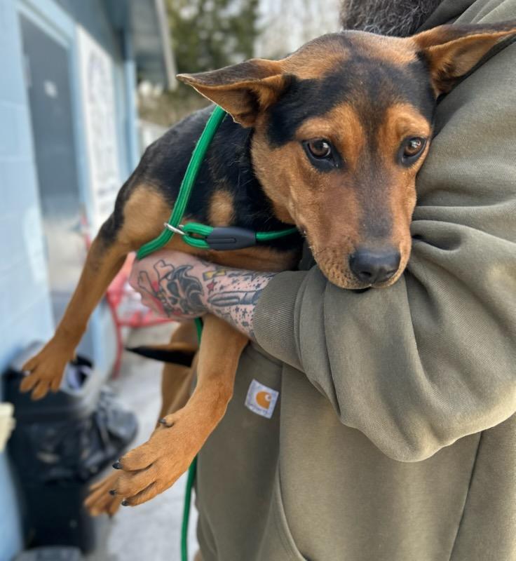Enlarge Fuchsia, a Adoptable Mixed Breed in Manchester, TN image 3/3