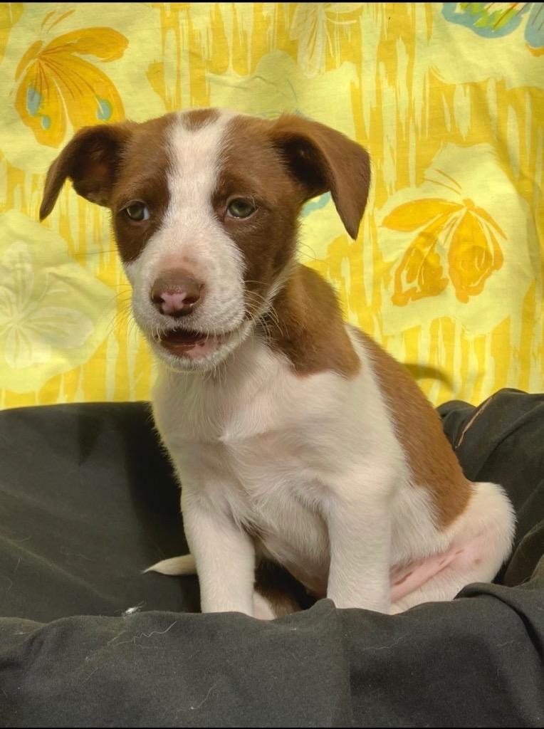 Sadie, Adoptable, Puppy Female Cattle Dog.