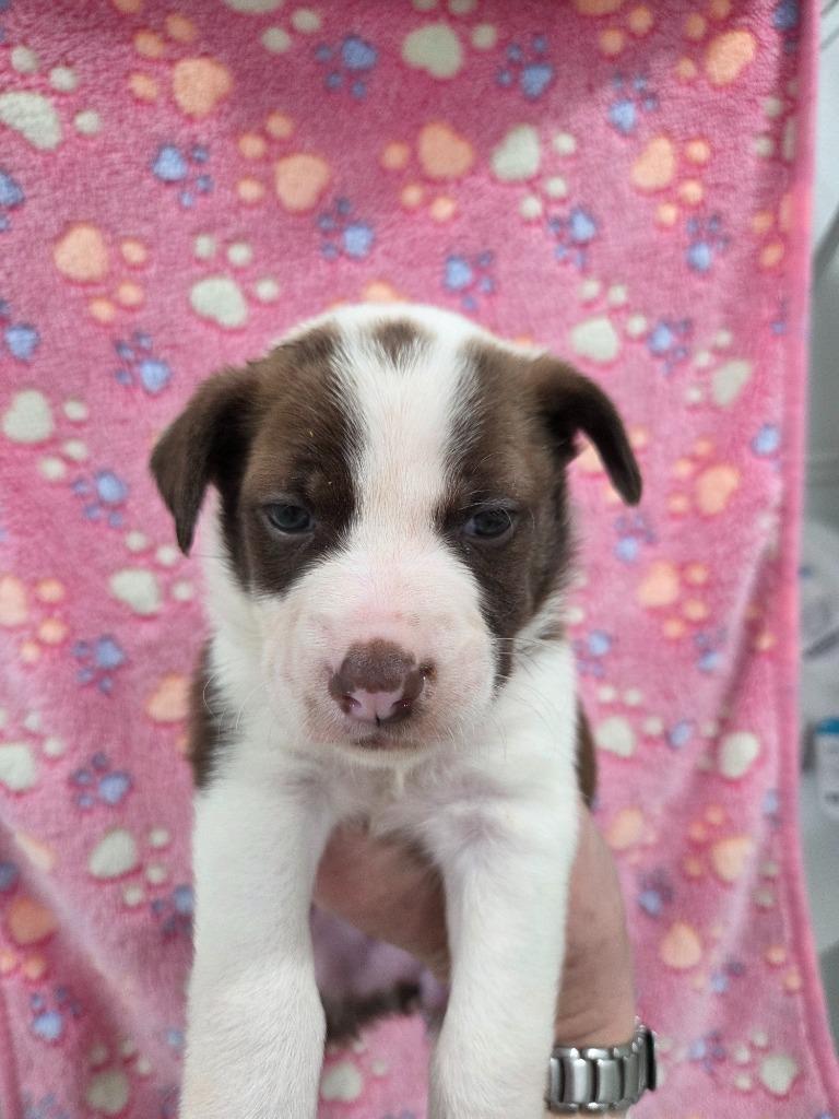 Sadie, a Adoptable mixed breed in Brookings, OR image 2/2
