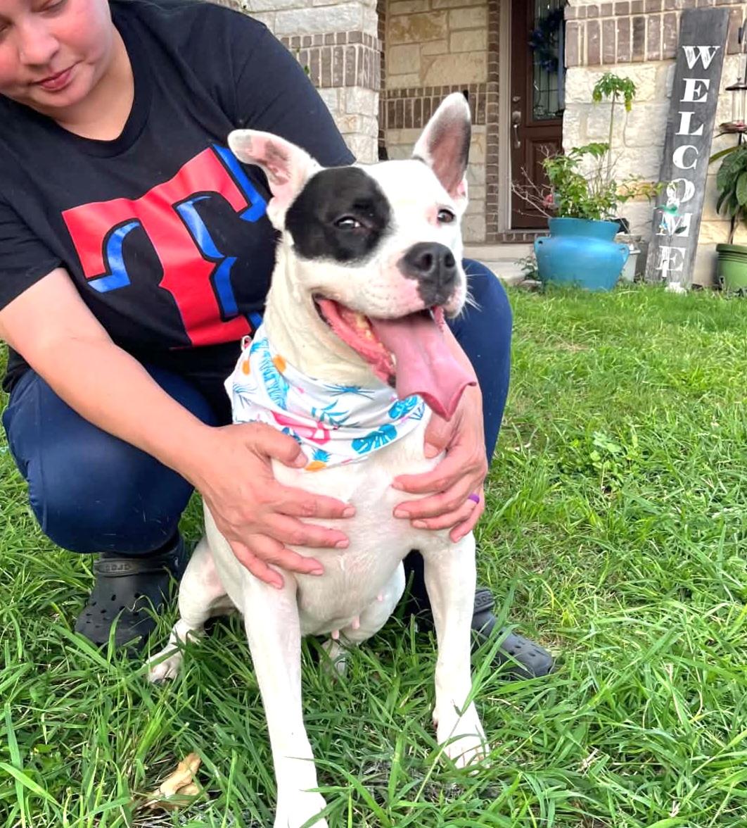 Remy, Adoptable, Young Female Mixed Breed & Pit Bull Terrier.