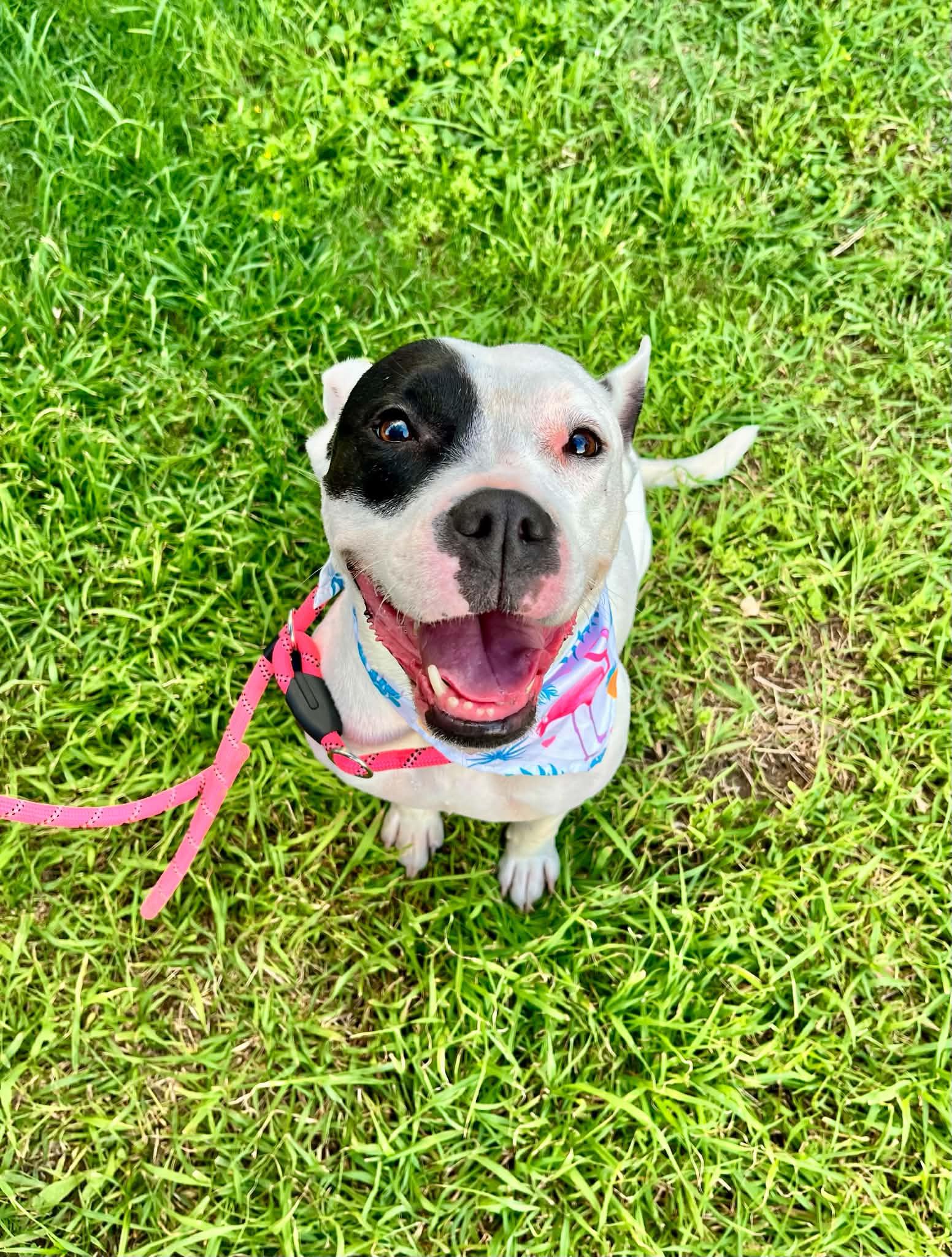 Enlarge Remy, a Adoptable mixed breed in Burnsville, MN image 5/6