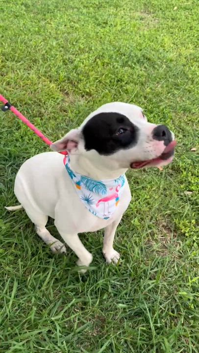 Enlarge Remy, a Adoptable mixed breed in Burnsville, MN video 2/6