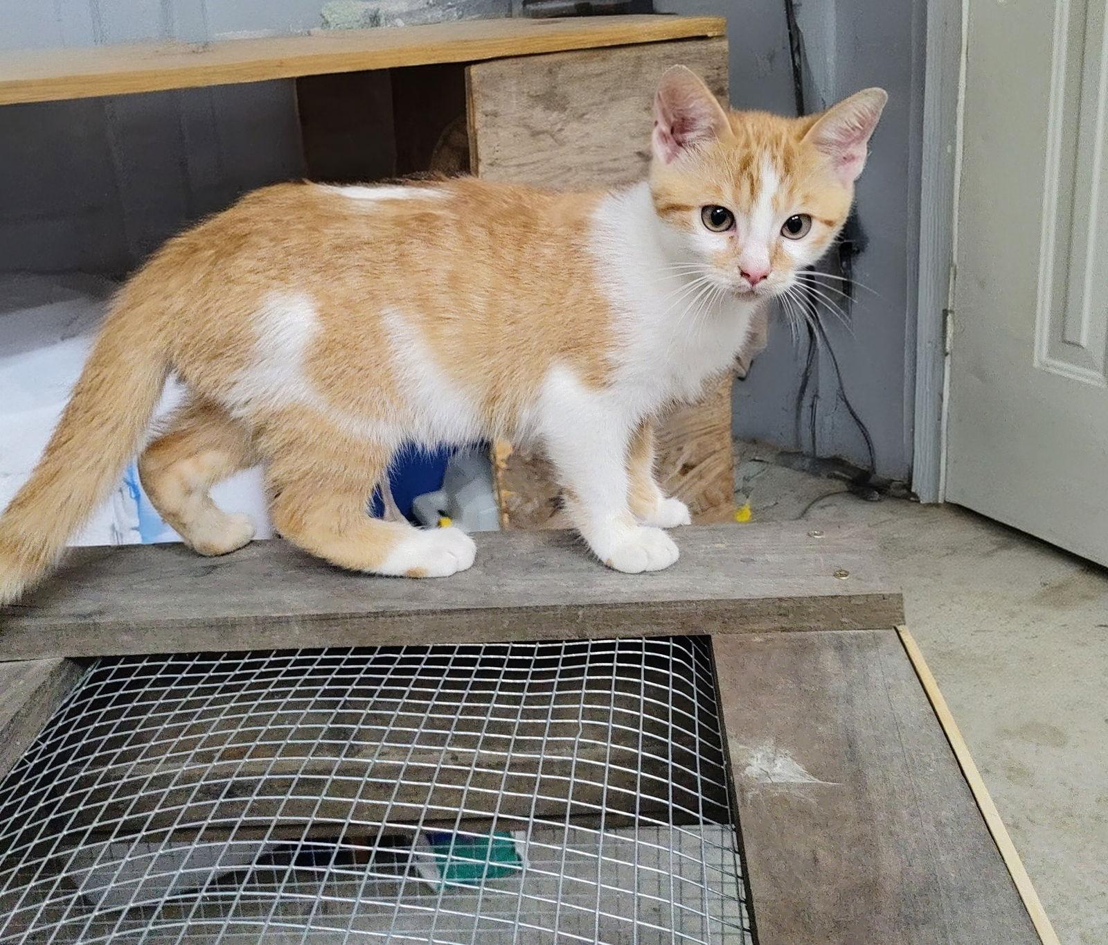Frodo, Adoptable, Kitten Male Tabby & Domestic Short Hair.