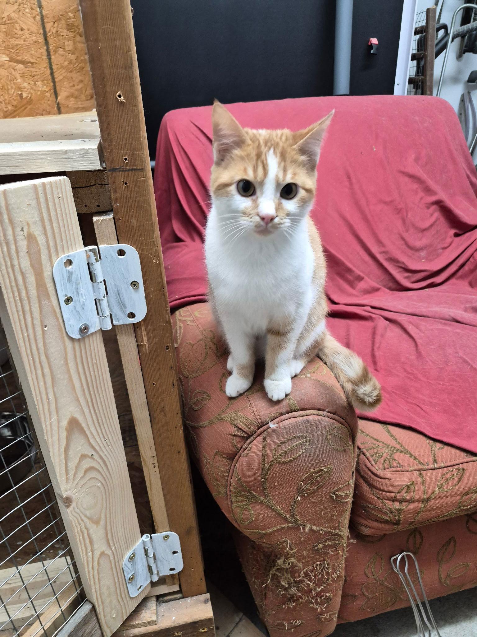 Frodo, Adoptable, Young Male Tabby & Domestic Short Hair.