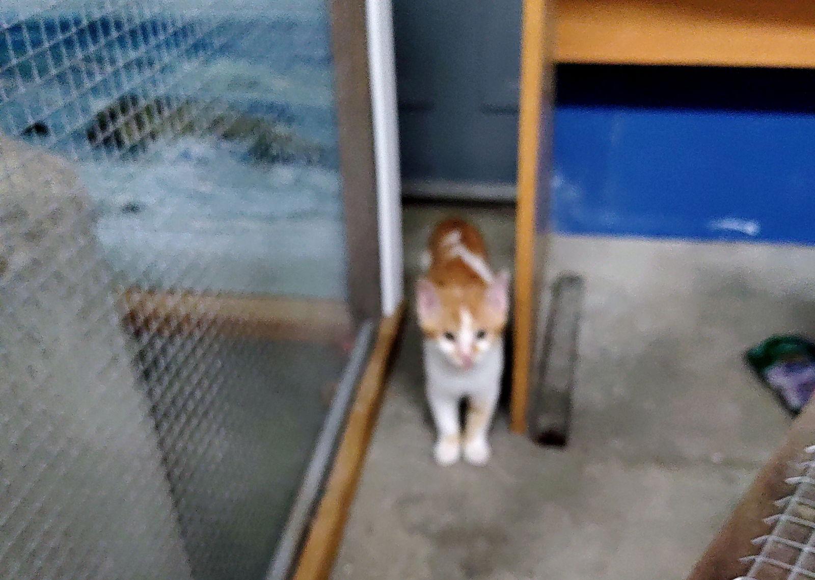 Enlarge Frodo, a Adoptable mixed breed in Georgetown, KY image 2/3