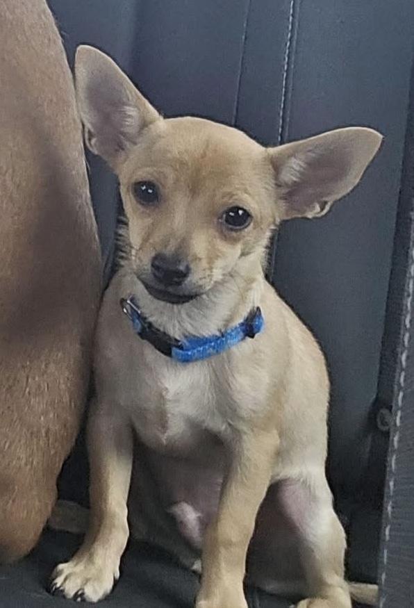 Frankie, a Adoptable Chihuahua in Orlando, FL image 1/3