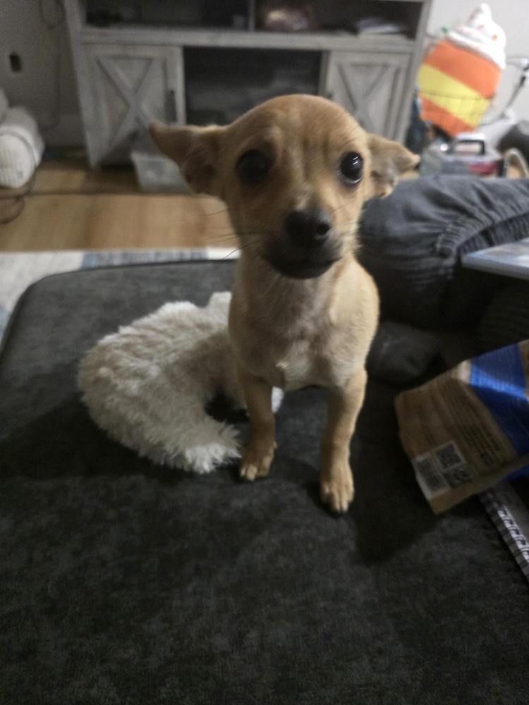 Frankie, a Adoptable Chihuahua in Orlando, FL image 2/3