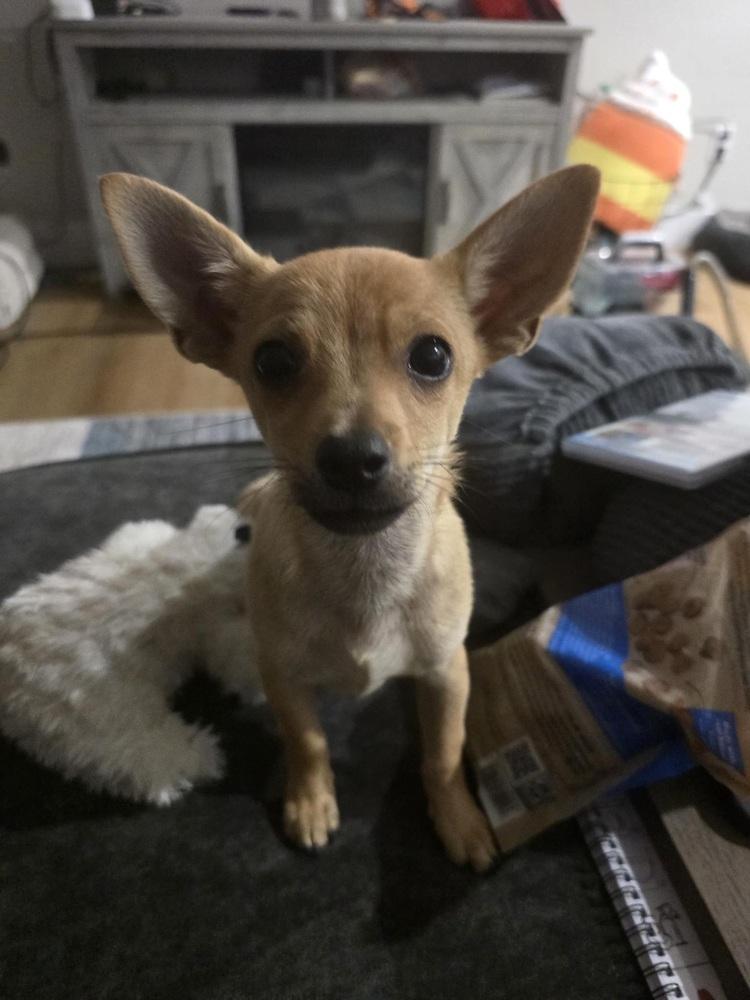Frankie, a Adoptable Chihuahua in Orlando, FL image 3/3