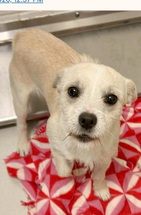 Enlarge Popcorn, an adopted mixed breed in Boulder, CO image 2/2