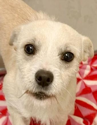 Popcorn, adopted, Young Male Chihuahua & Jack Russell Terrier.