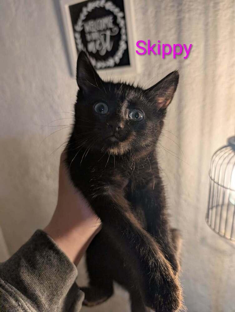 Skippy k-523, Adoptable, Kitten Female Domestic Short Hair.